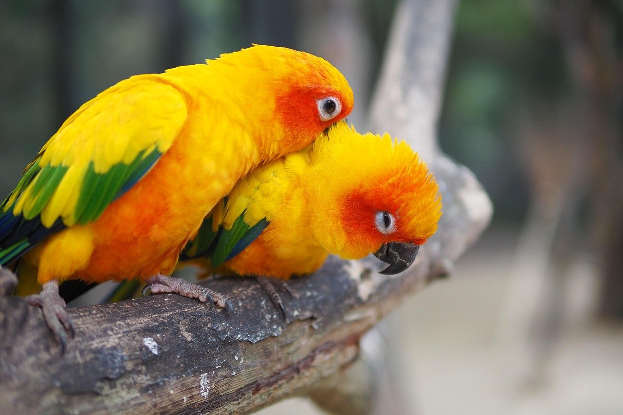 Sun Conure: The Tropical Spark (image credits: pixabay)