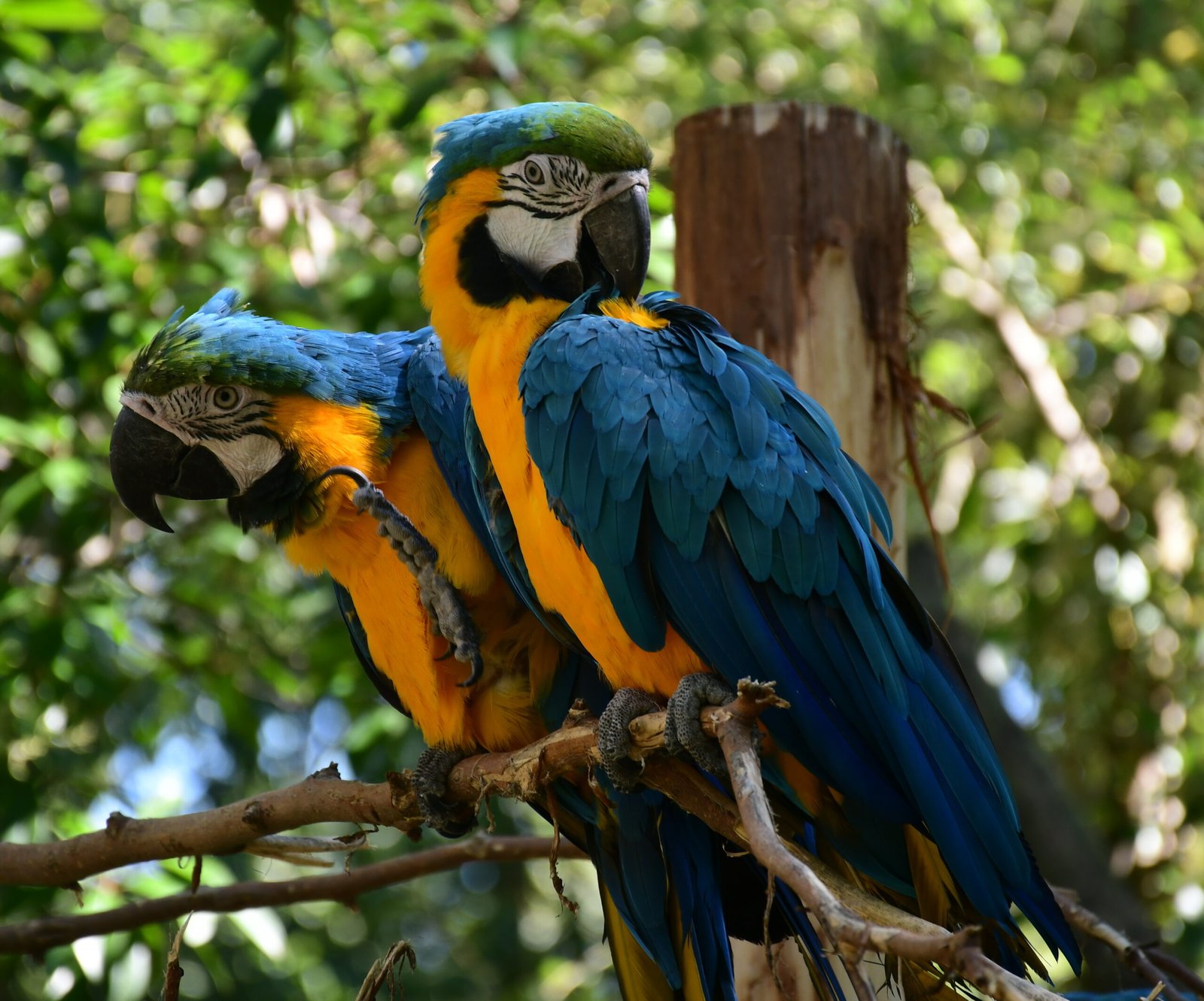 Blue-and-Gold Macaw: The Regal Performer (image credits: wikimedia)