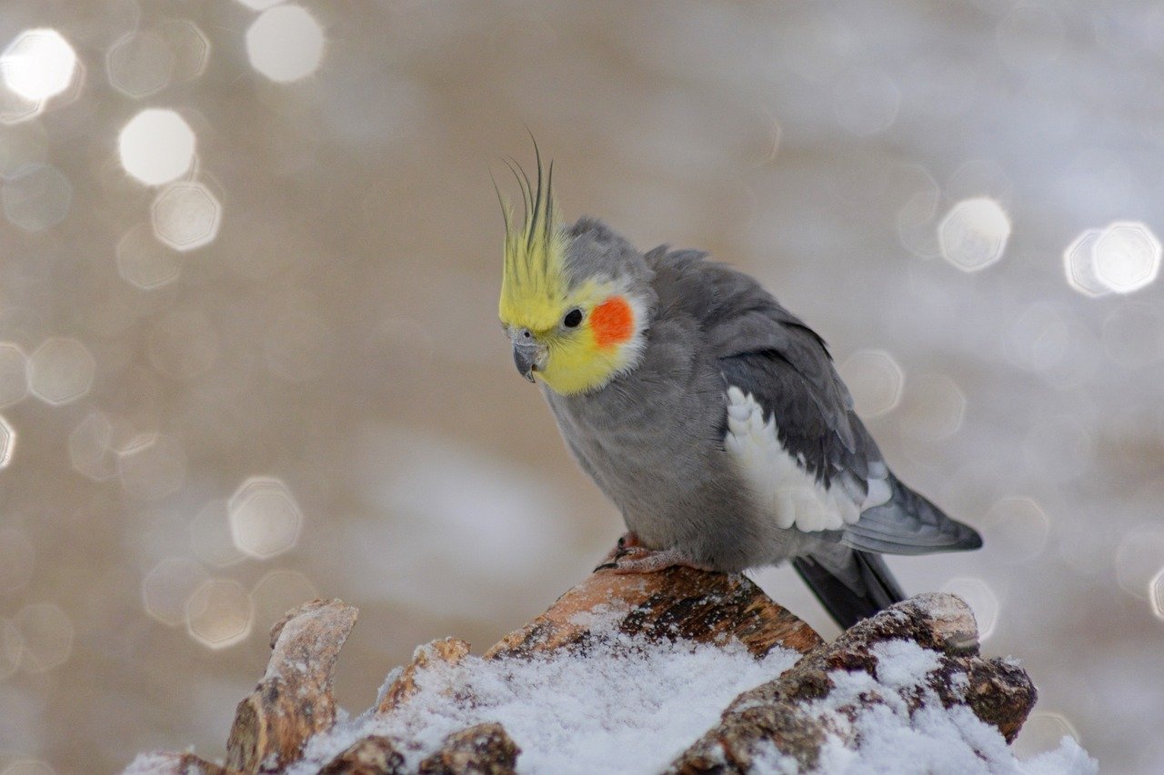 Cockatiel: The Whistling Wonder (image credits: pixabay)