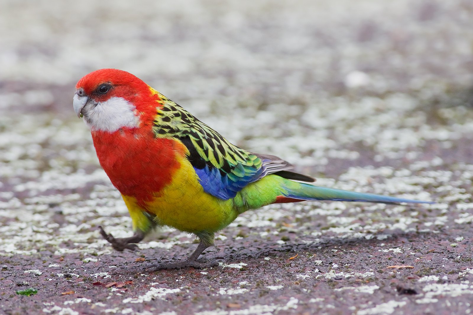 Rosella: The Painted Parrot (image credits: wikimedia)