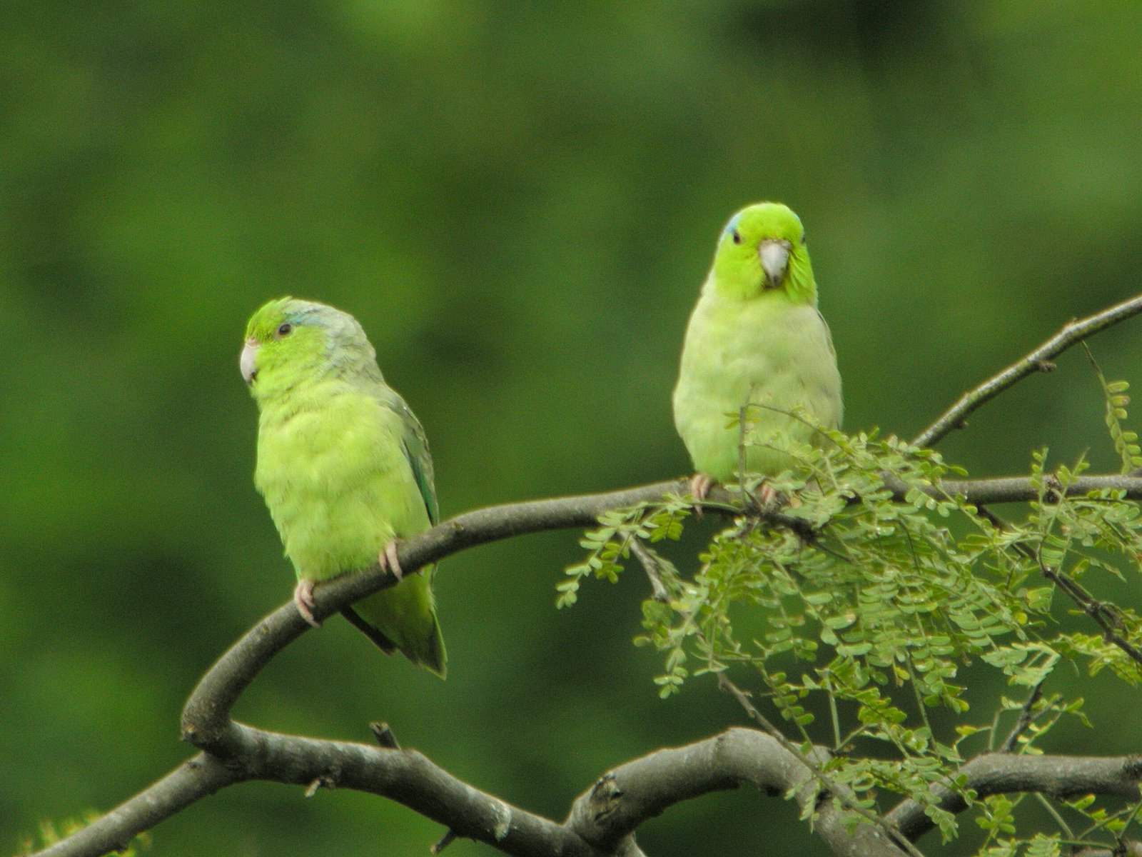 Pacific Parrotlet: The Mighty Mini (image credits: wikimedia)