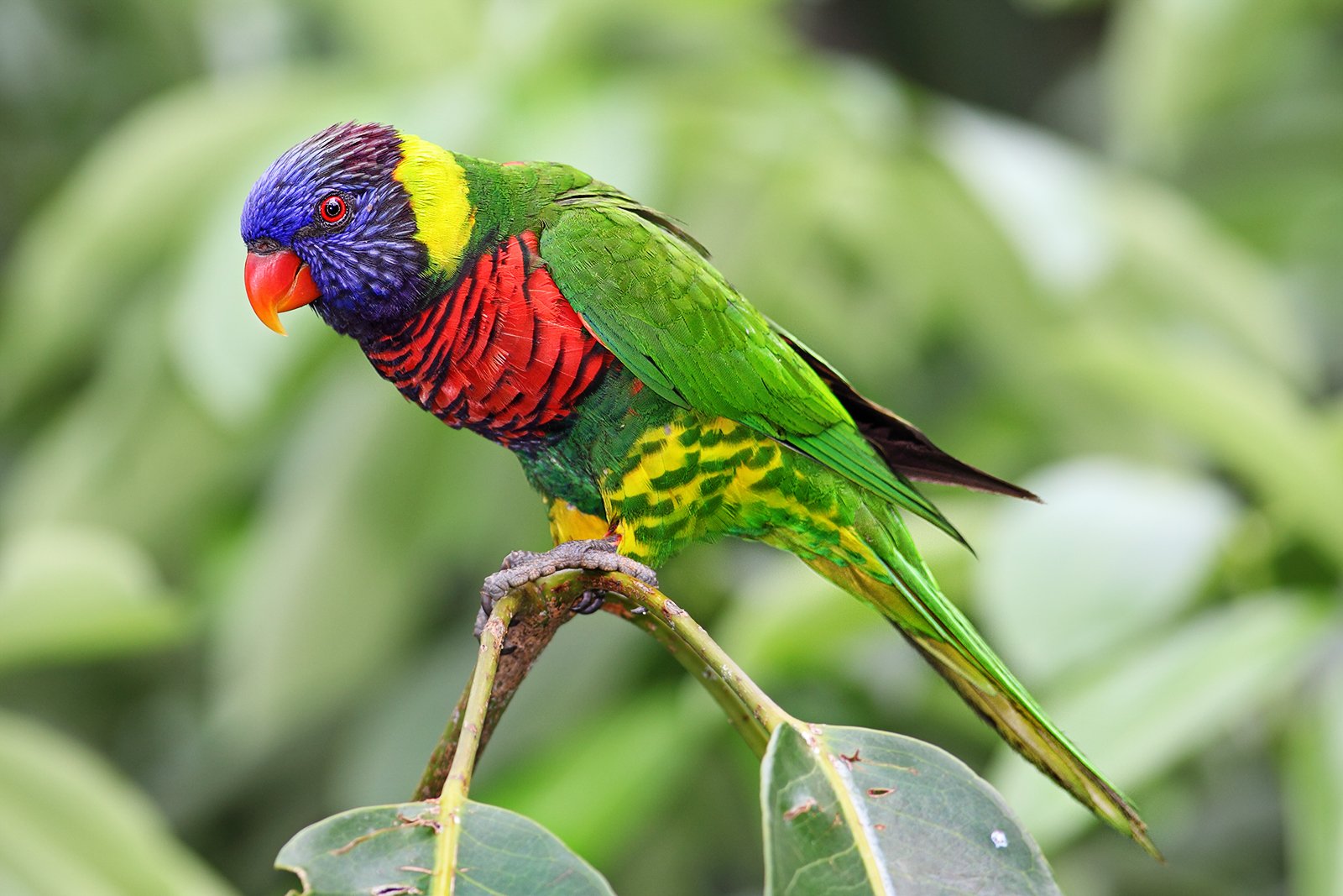 Rainbow Lorikeet: The Flying Color Burst (image credits: wikimedia)
