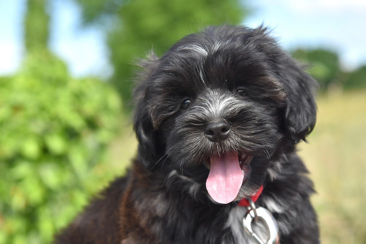 The Power of a Havanese Smile (image credits: pixabay)