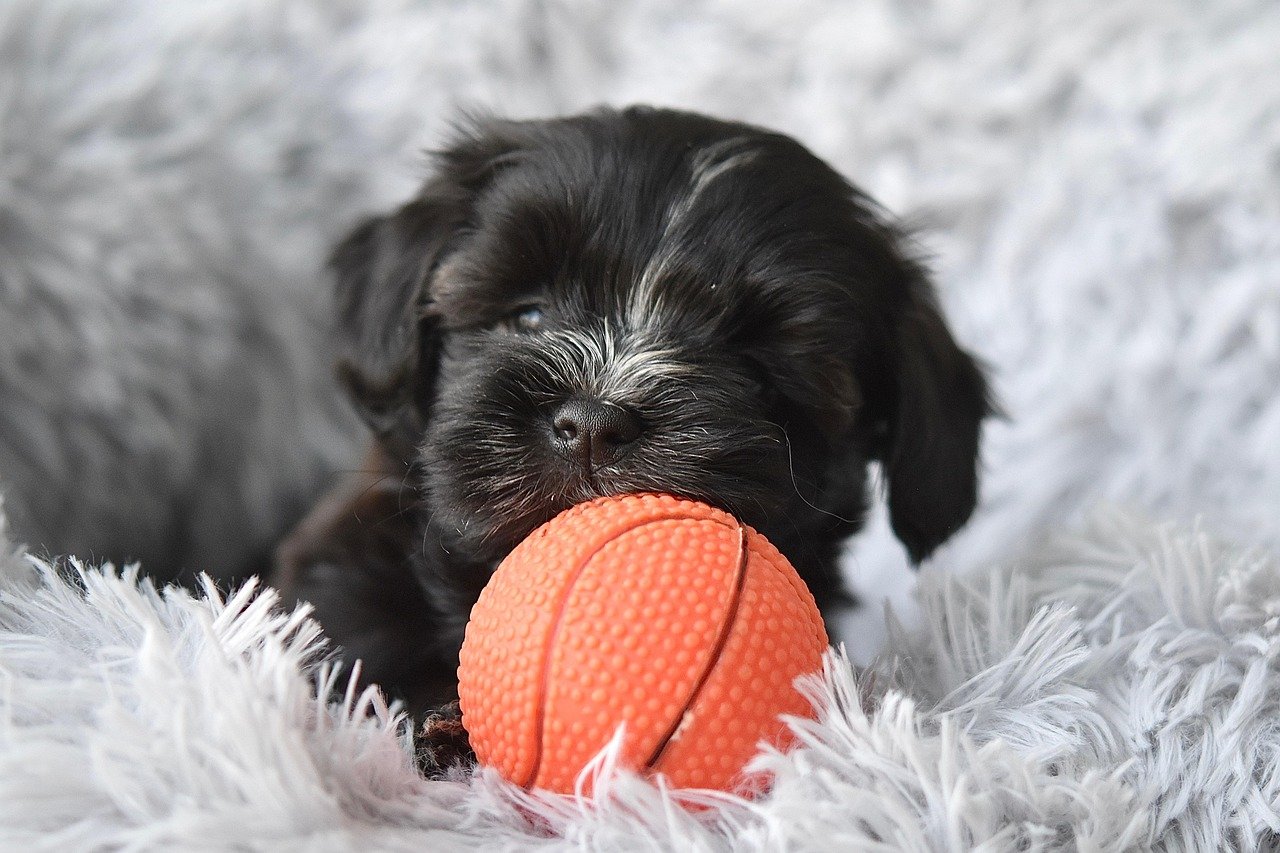 Spreading Laughter with Playful Antics (image credits: pixabay)