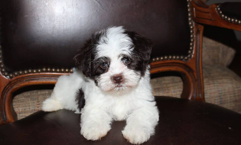 The Lasting Magic of Havanese Happiness (image credits: wikimedia)