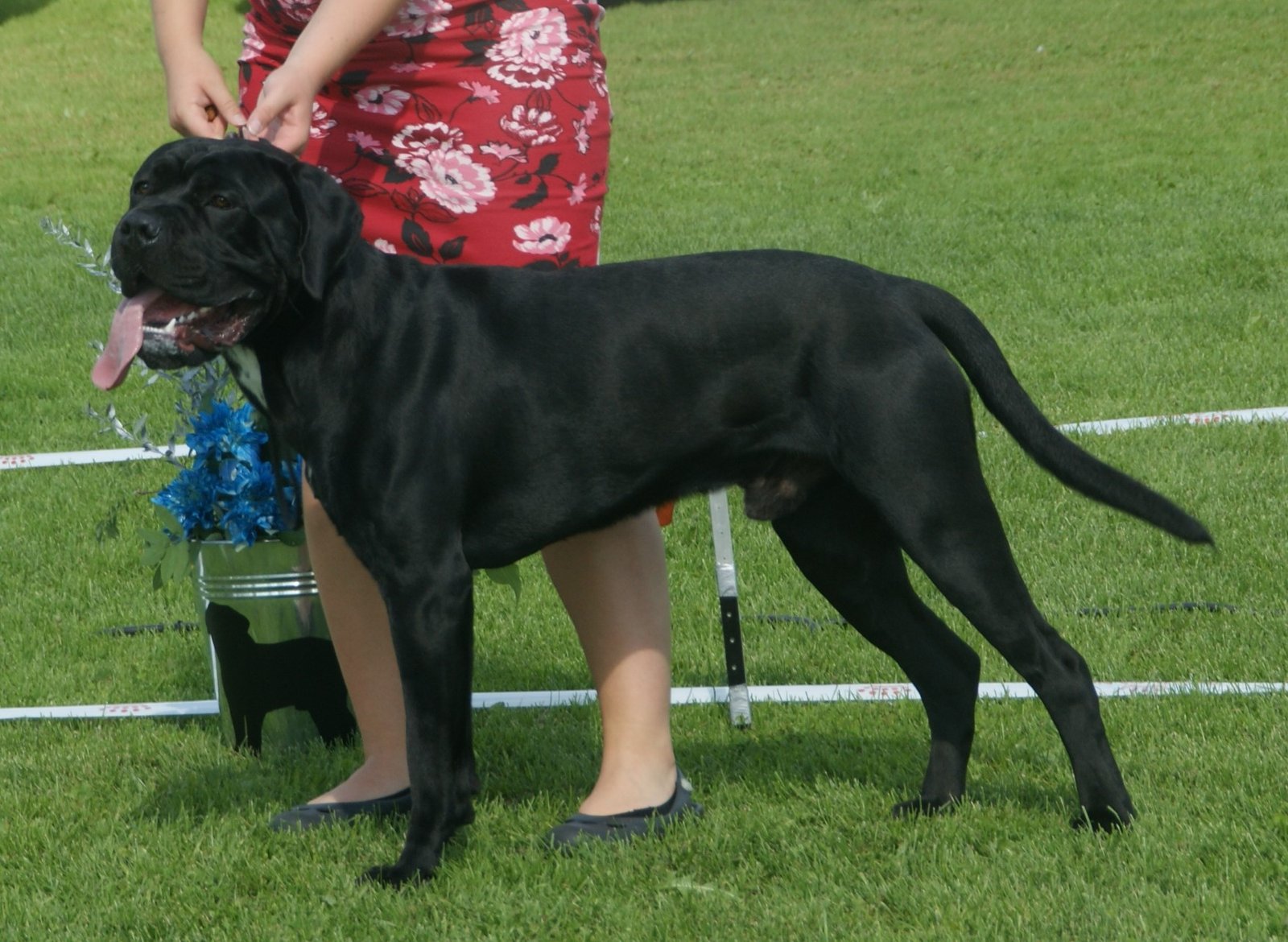 The Power of Positive Reinforcement (image credits: wikimedia)