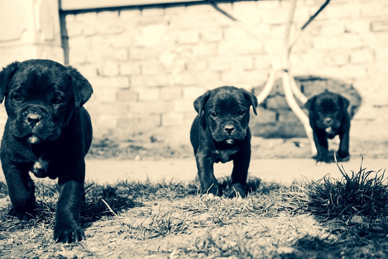 Conclusion: The Reward of a Cane Corso’s Love (image credits: pixabay)