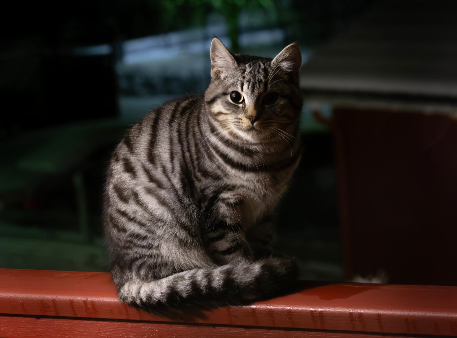 Arched Back and Fluffed Tail: Fear or Play? (image credits: wikimedia)