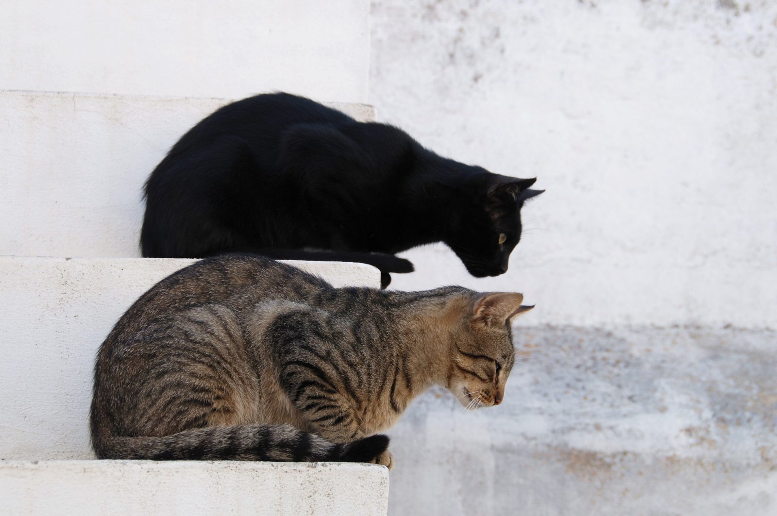 Slow and Gentle Introductions (image credits: wikimedia)