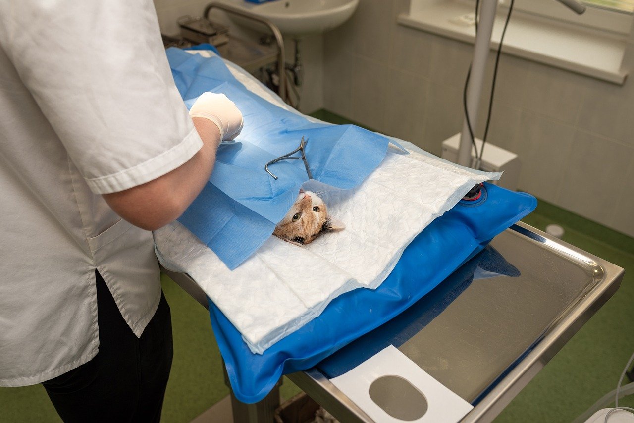 Neuter or Spay Your Cats (image credits: pixabay)