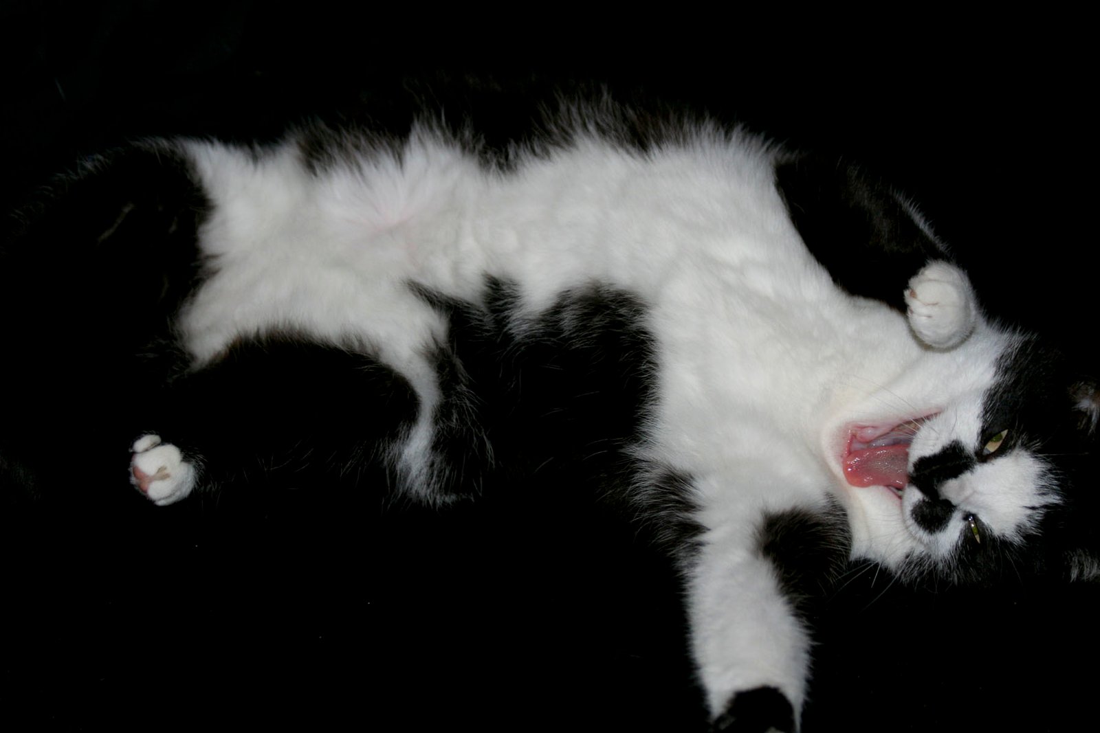 Your Cat Shows Her Belly (image credits: wikimedia)