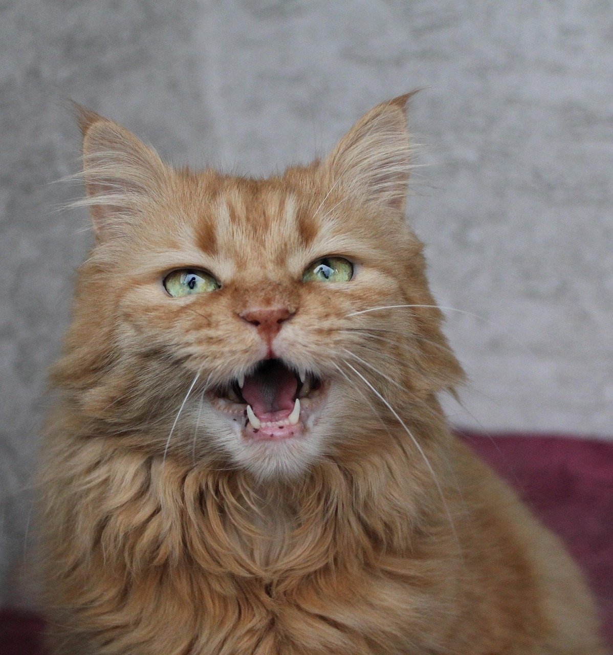 Your Cat Vocalizes Gently Around You (image credits: pixabay)