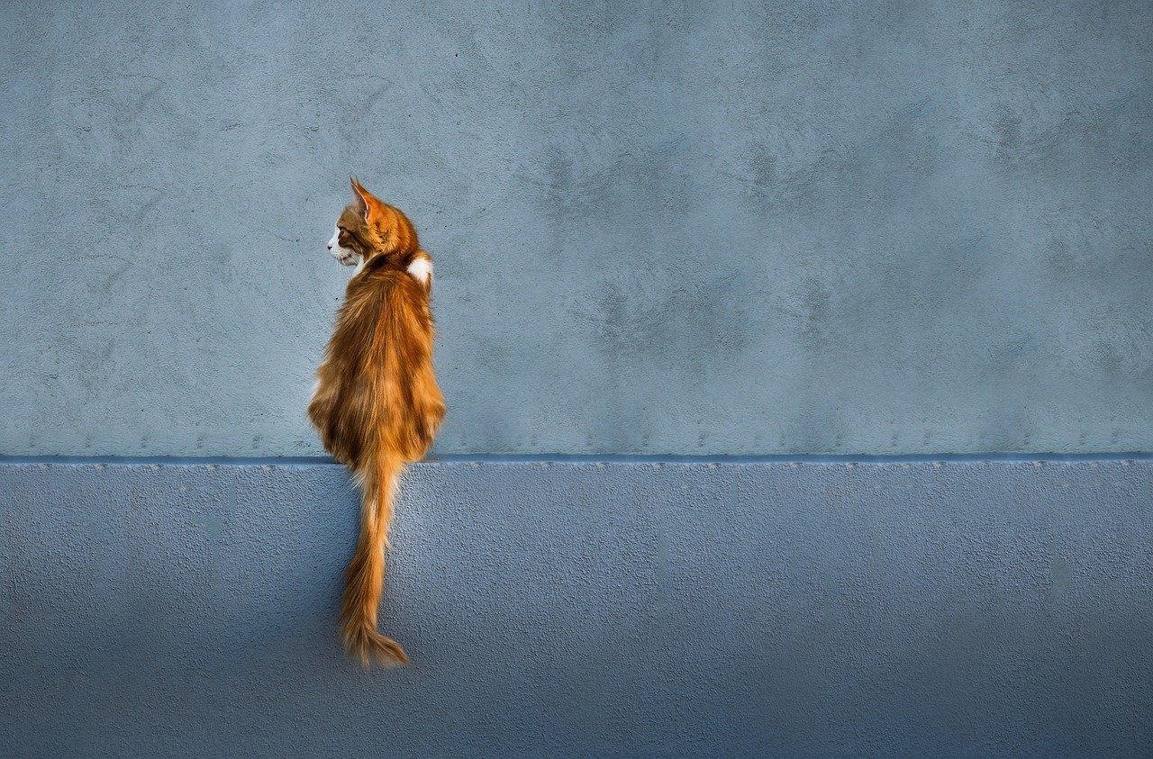 She Shows You Her Tail in a Friendly Way (image credits: pixabay)