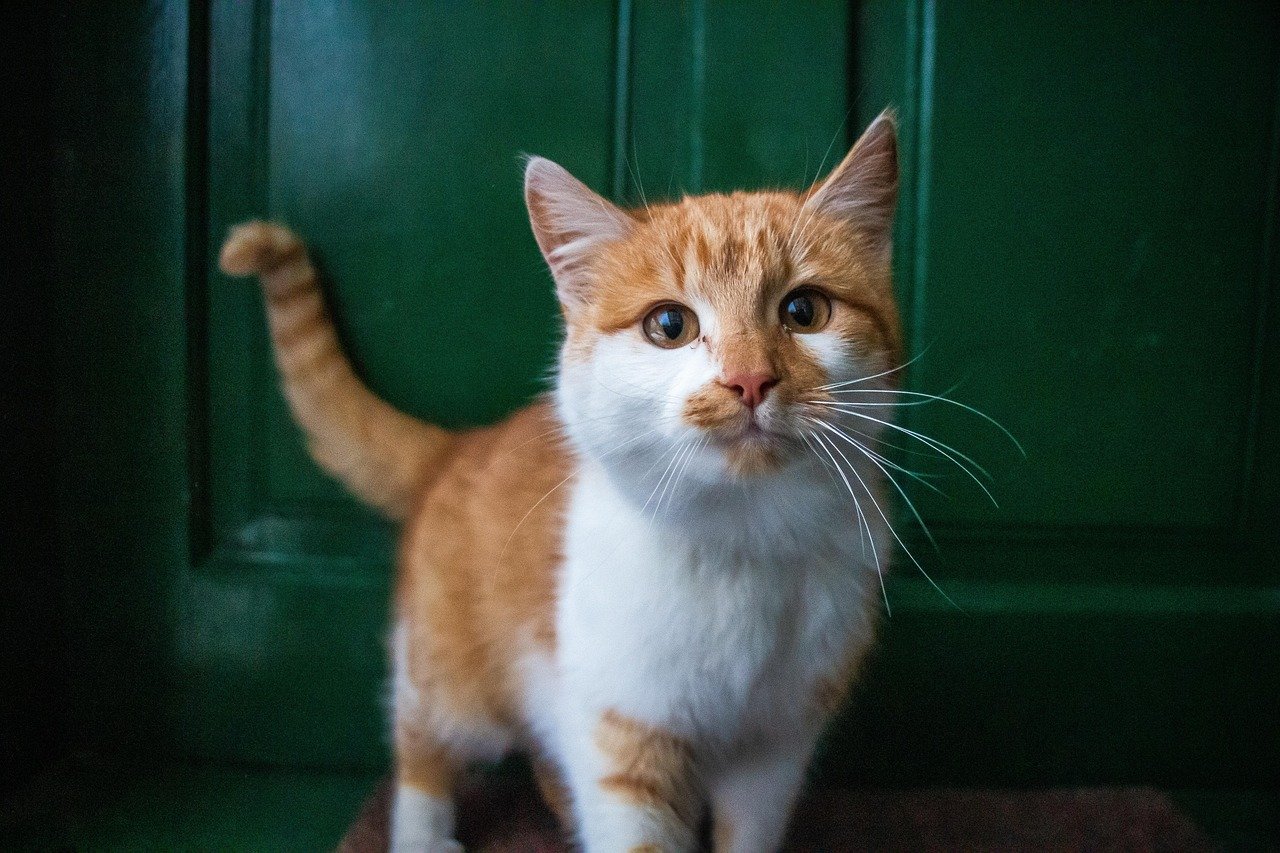 15 Subtle Signs Your Cat Feels Emotionally Safe With You
