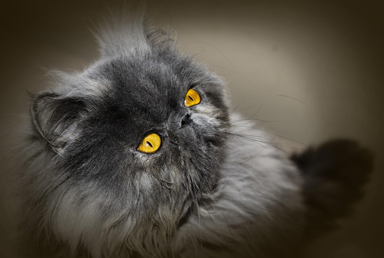 Persian: The Peaceful Recluse (image credits: pixabay)