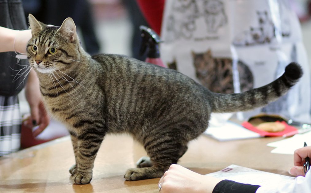 European Shorthair: The Adaptable Survivor (image credits: wikimedia)