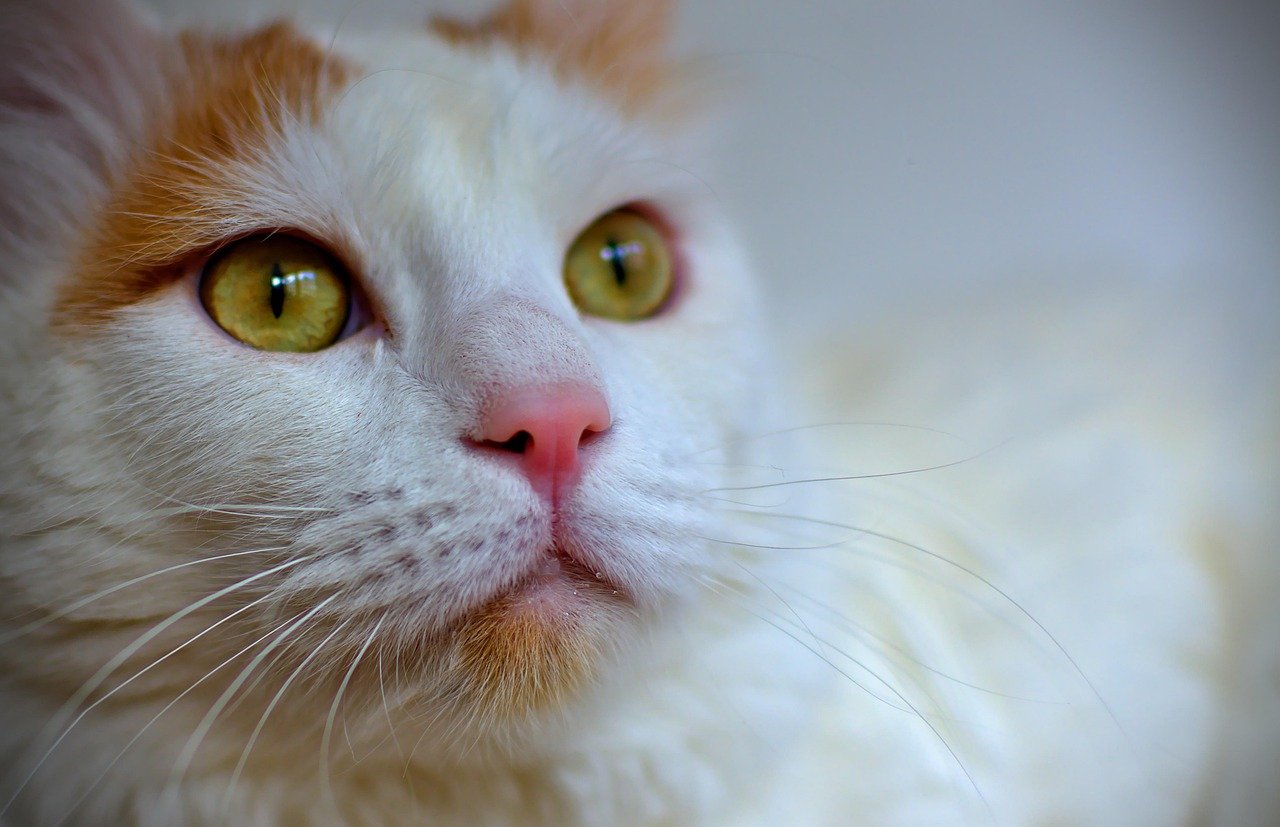 Turkish Van: The Playful Lone Wolf (image credits: pixabay)
