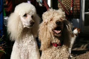 10 Dog Breeds That Are Amazingly Adaptable—and 10 That Resist Change