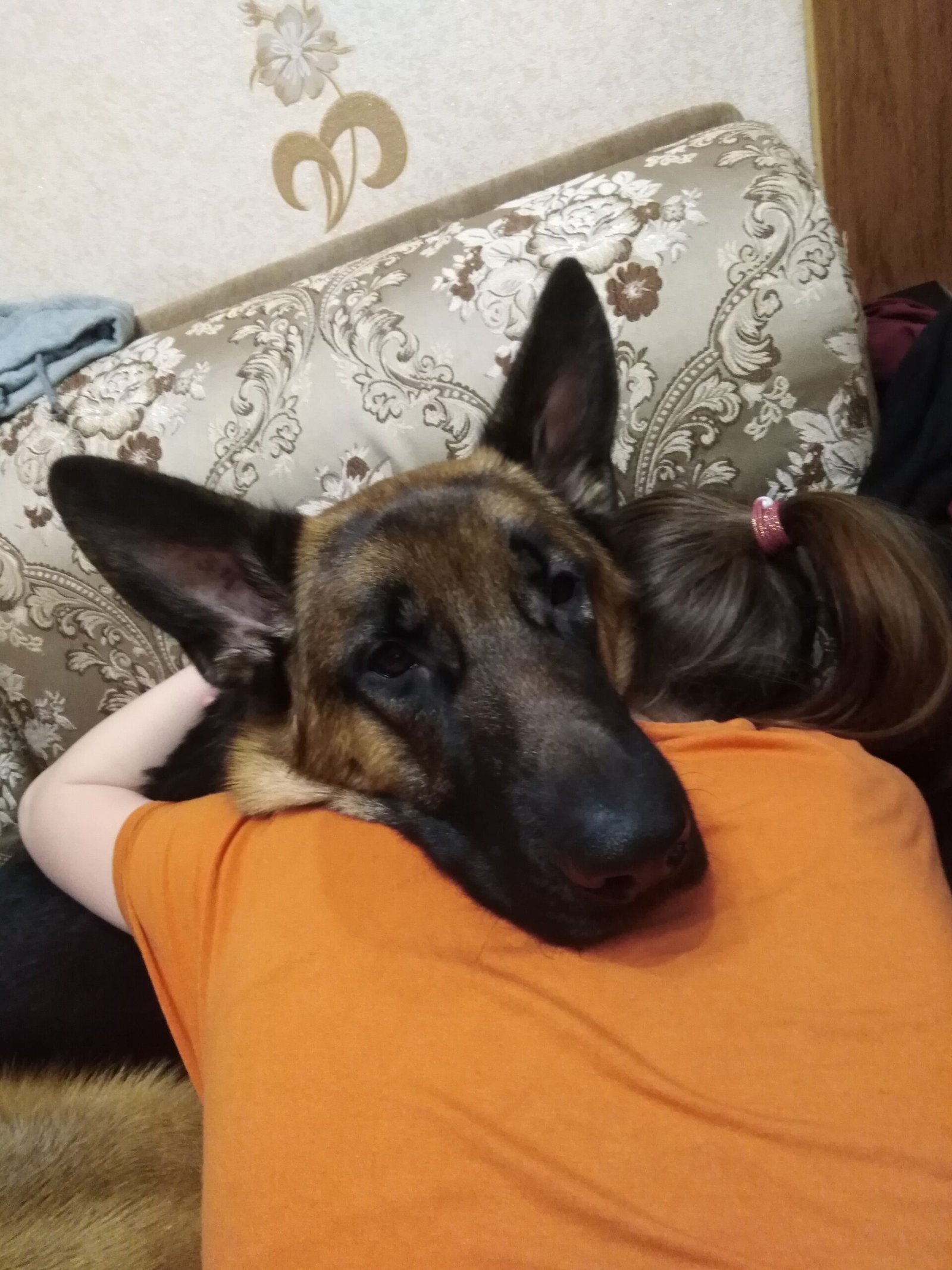 How Dogs Show Their Affection (image credits: wikimedia)