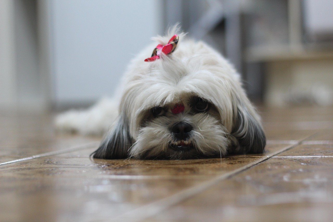 Shih Tzu: The Affectionate Aristocrat (image credits: pixabay)