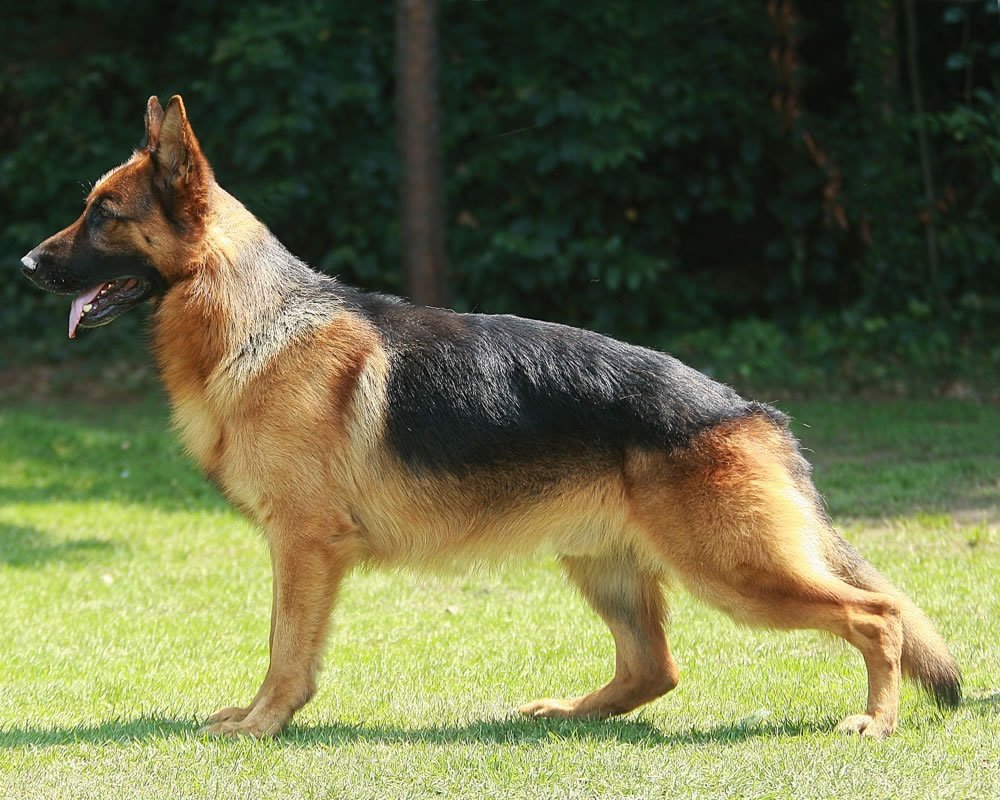 Standing Tall: The Alert Bark (image credits: wikimedia)