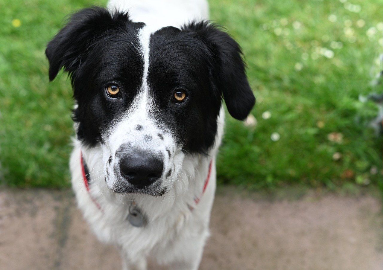 Shadowing You Everywhere (image credits: pixabay)