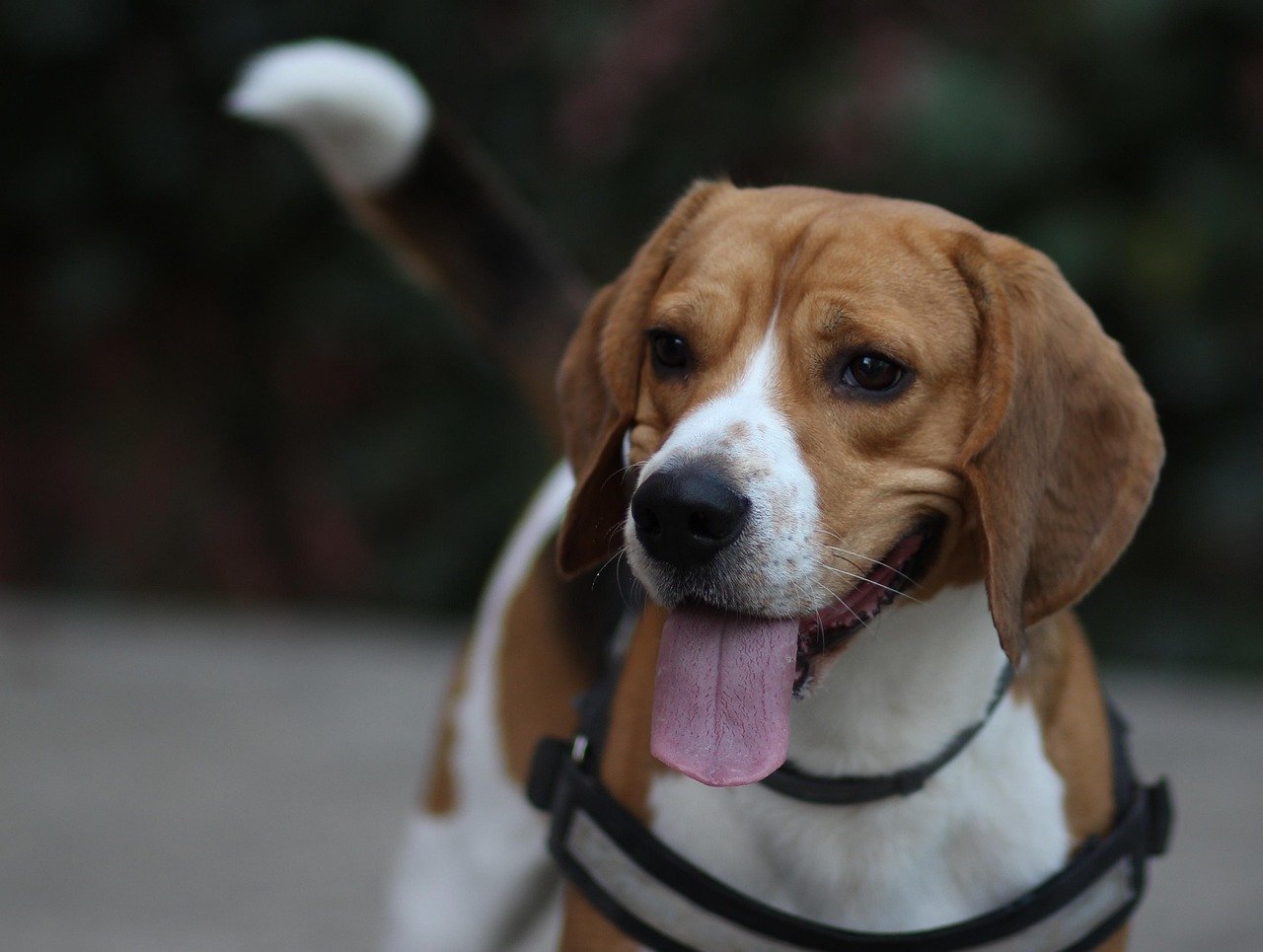 Beagle: The Nose That Knows Fun (image credits: pixabay)
