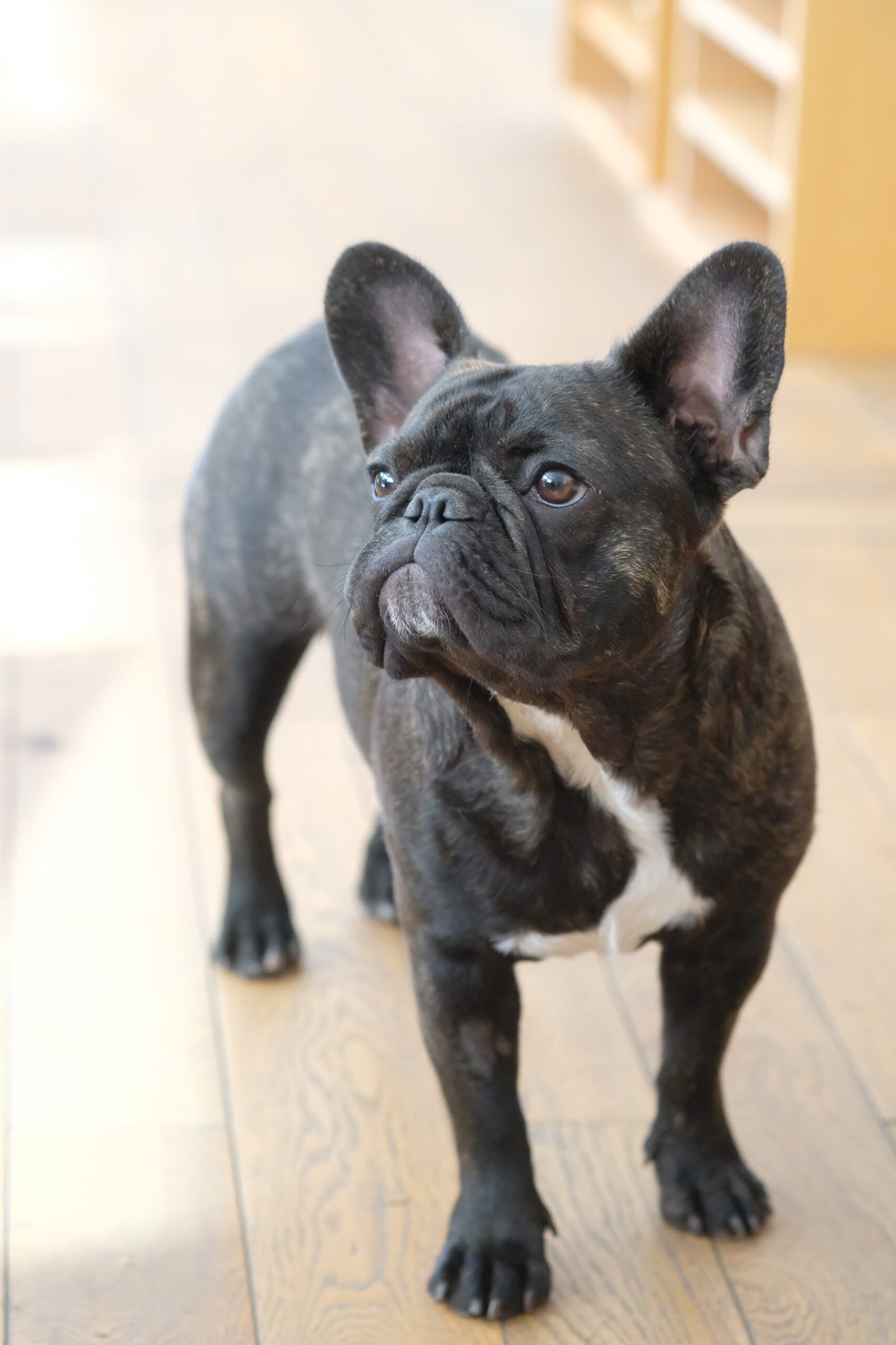 French Bulldog: The Little Clown (image credits: wikimedia)