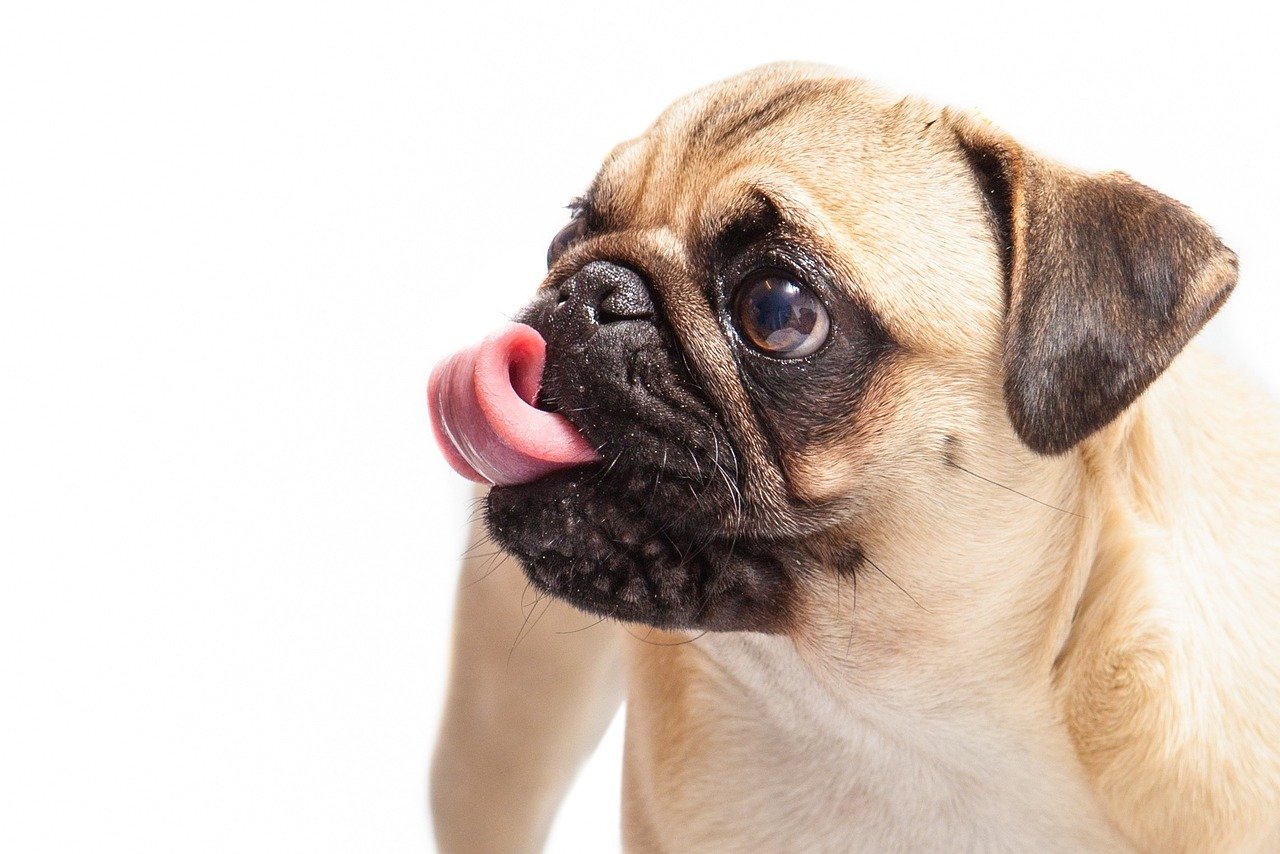 Pug: The Playful Companion (image credits: pixabay)