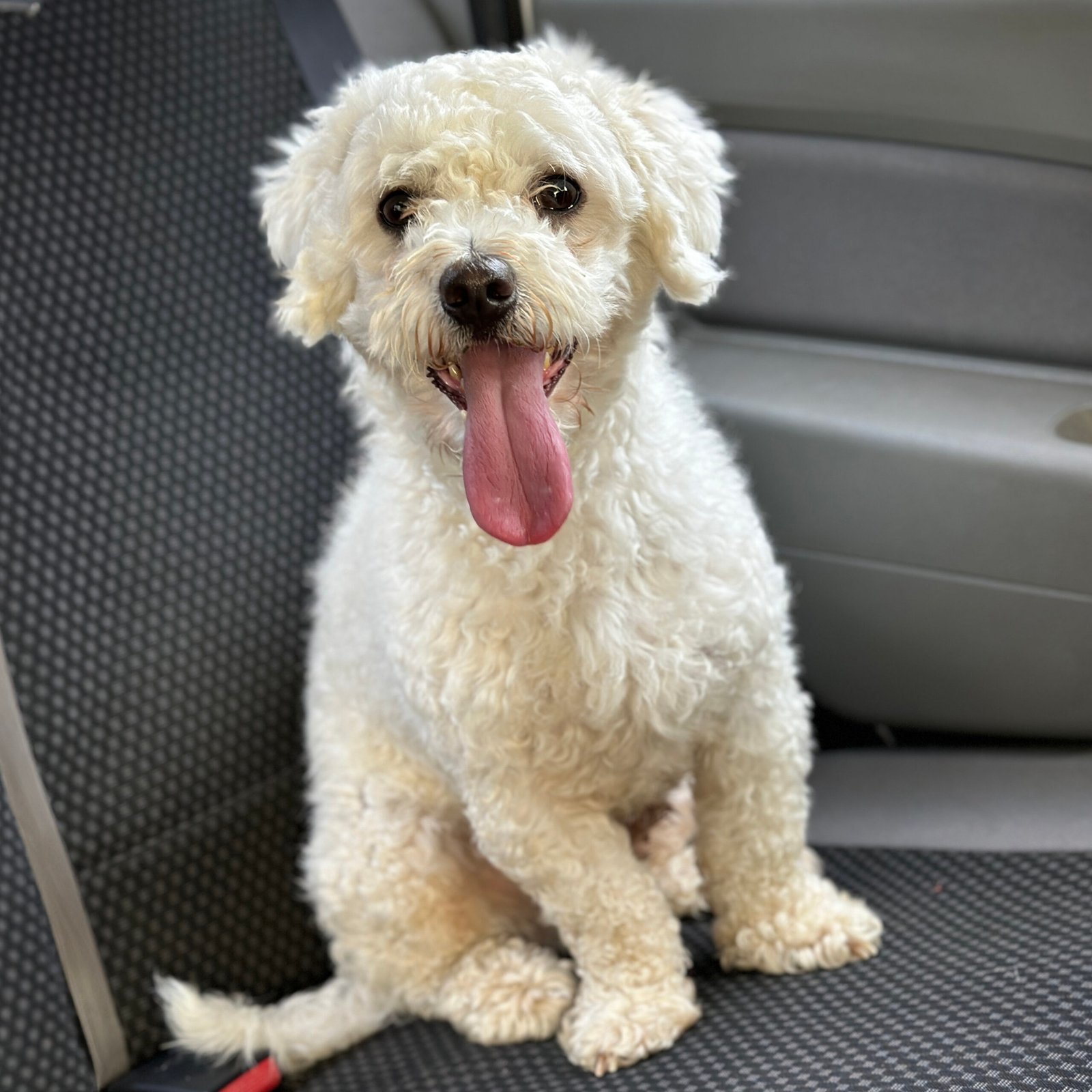 Bichon Frise: The Fluffy Ball of Fun (image credits: wikimedia)