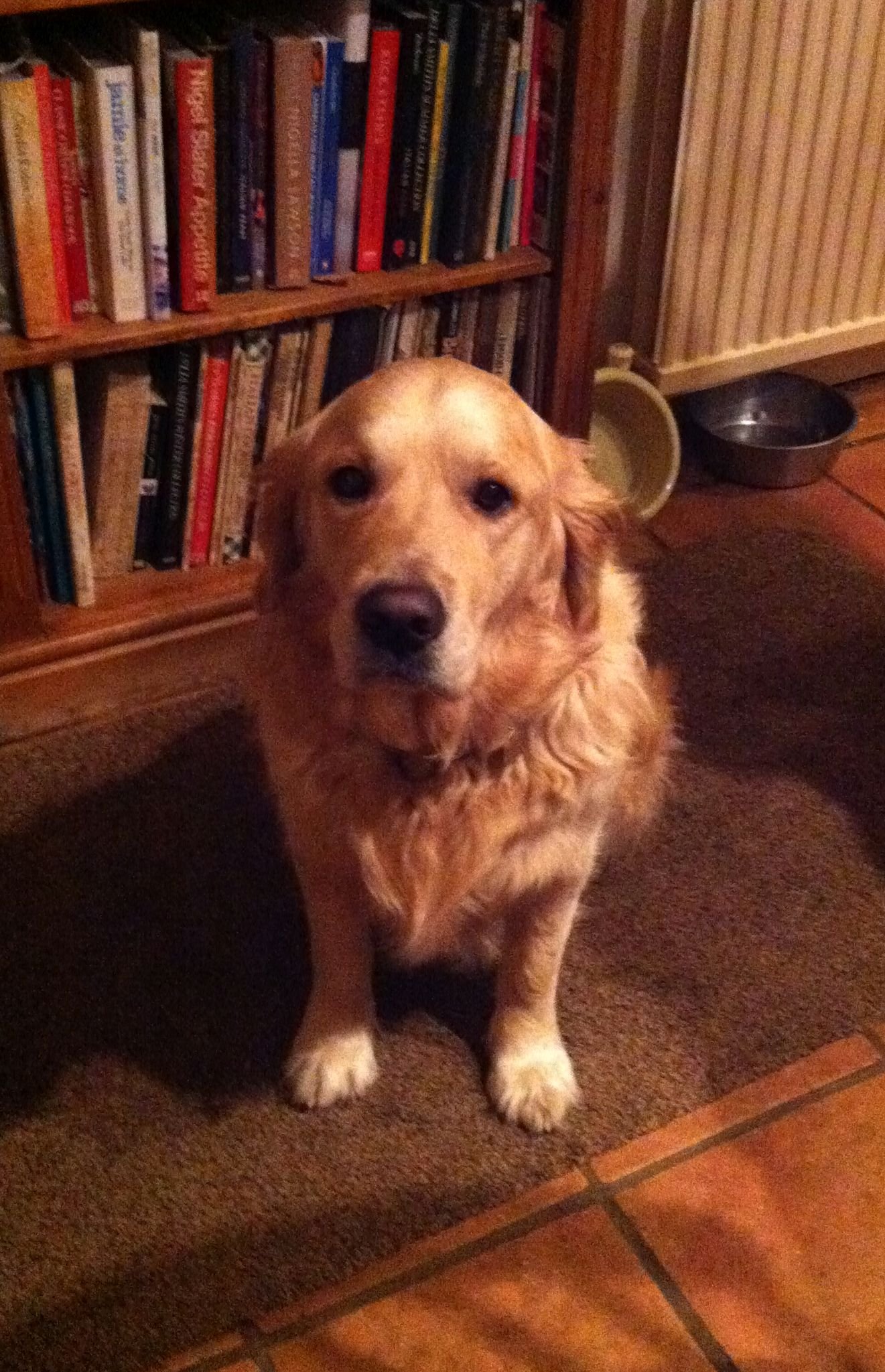 Sitting by the Food Bowl and Staring Intently (image credits: wikimedia)