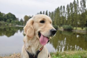 8 Golden Retriever Habits That Say ‘I Love You’ — and 4 That Say ‘Feed Me’
