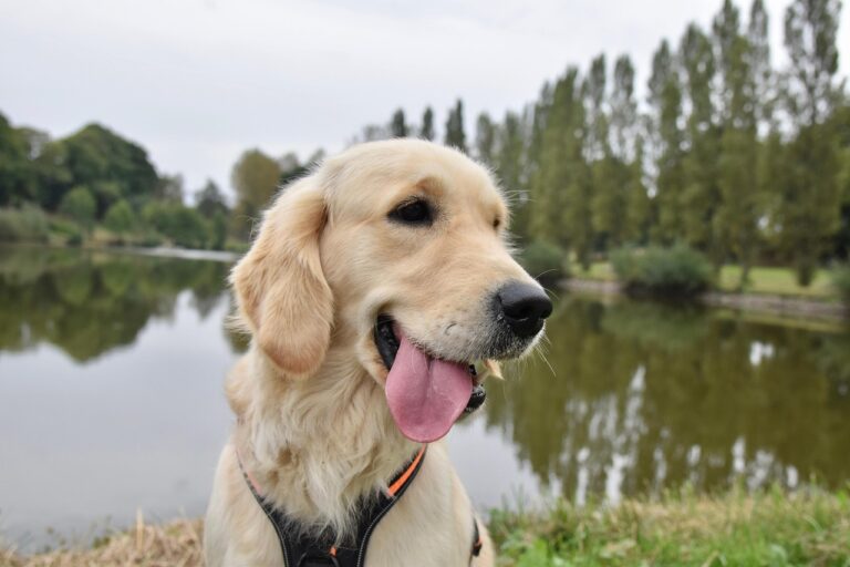 8 Golden Retriever Habits That Say ‘I Love You’ — and 4 That Say ‘Feed Me’