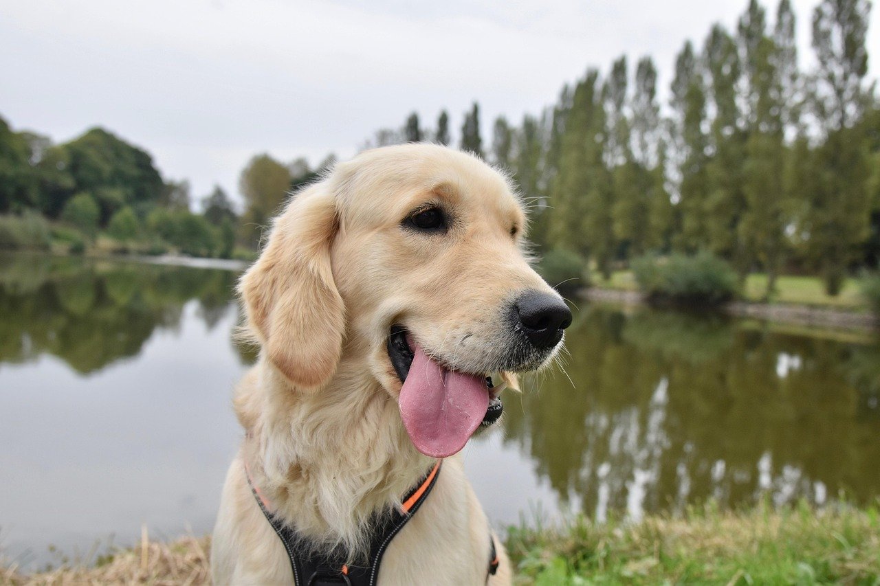 8 Golden Retriever Habits That Say ‘I Love You’ — and 4 That Say ‘Feed Me’