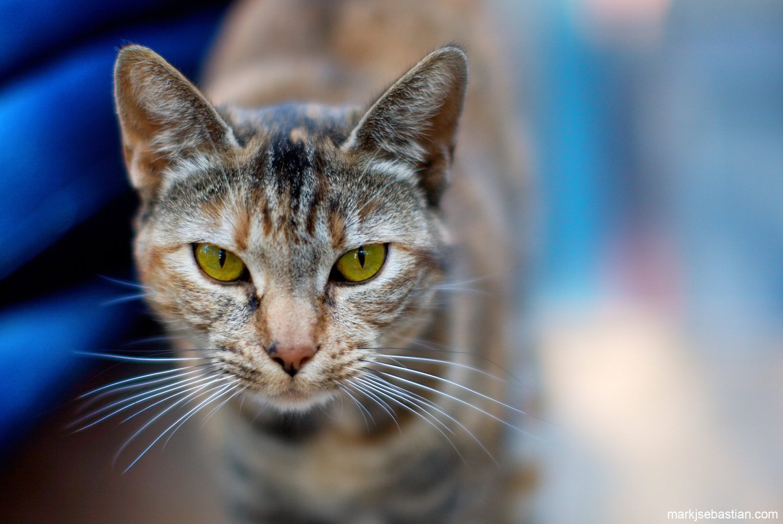 Cats Are Nocturnal (image credits: wikimedia)