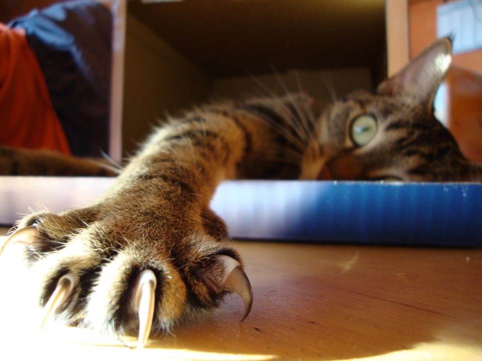Cats Scratch Furniture to Be Destructive (image credits: wikimedia)