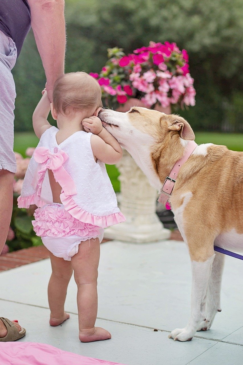 Gradually Introduce New Family Members (image credits: pixabay)