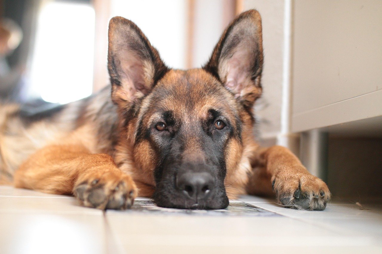 The Loyal Protector: Faithful Breeds for the Family Guardian (image credits: pixabay)