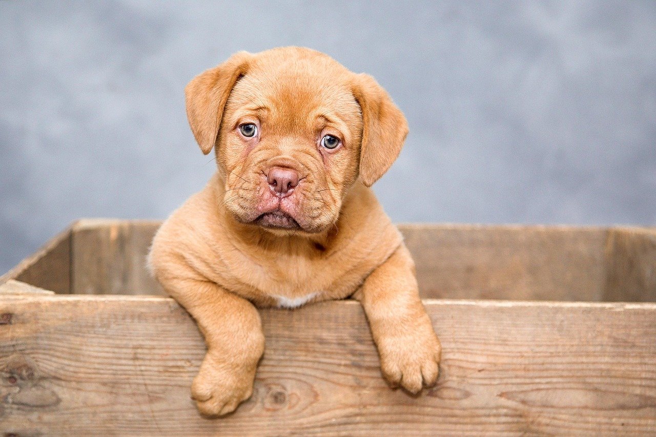 The Sensitive Soul: Gentle Breeds for Emotional Connection (image credits: pixabay)