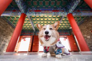 How Your Personality Shapes Your Ideal Dog Breed