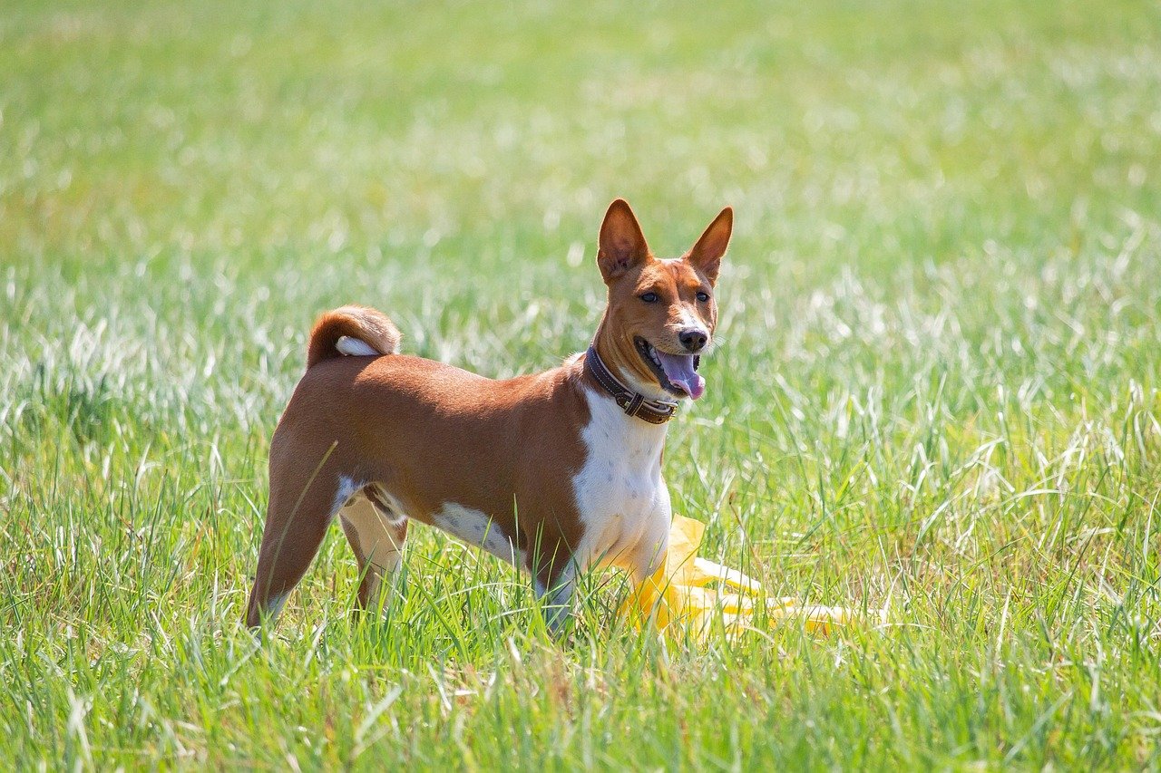 Basenji: The Barkless Keeper (image credits: pixabay)