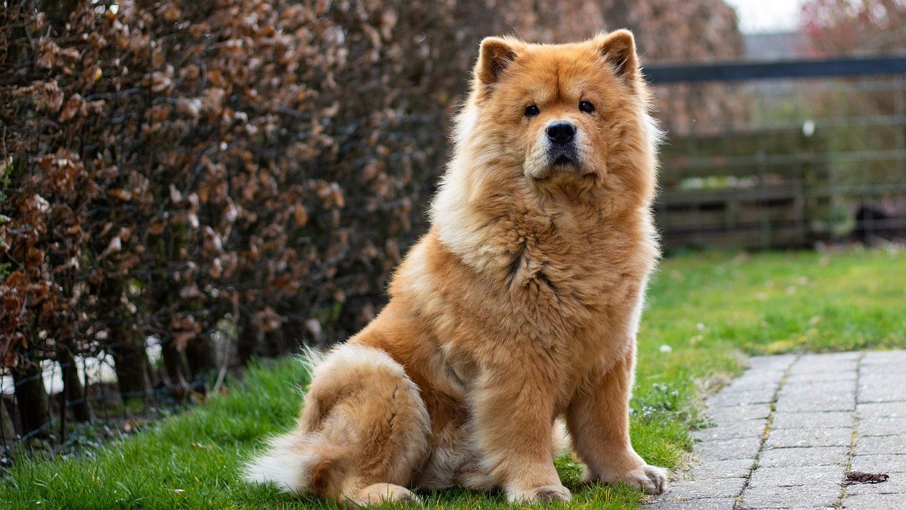 Chow Chow: The Stoic Guardian (image credits: pixabay)
