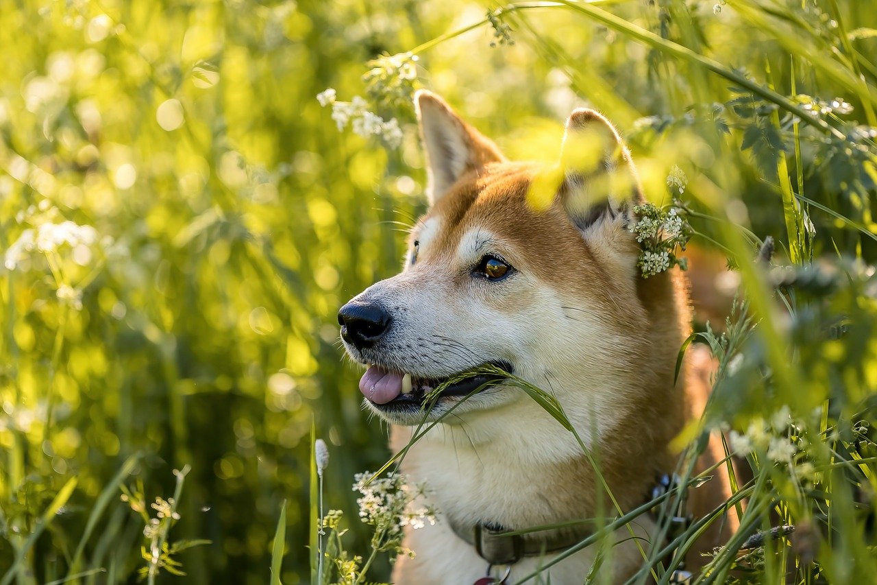 Shiba Inu: The Poker-Faced Pooch (image credits: pixabay)