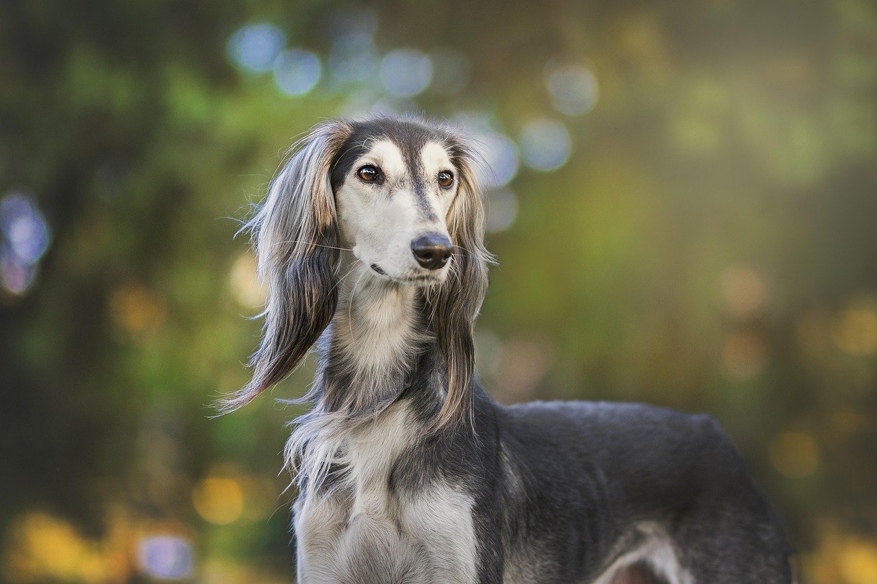 Saluki: The Reserved Beauty (image credits: pixabay)