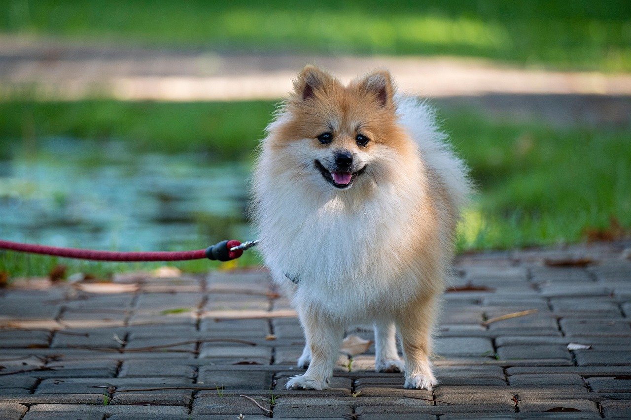 Pomeranian: The Fluffy Broadcaster (image credits: pixabay)