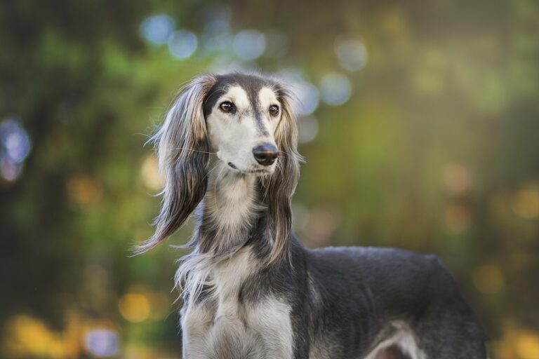 10 Dog Breeds That Are Great At Keeping Secrets—And 10 That Will Tell Everyone