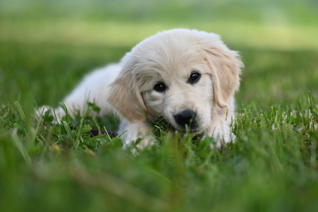 Golden Retriever: The Gentle Mood Mirror (image credits: pixabay)