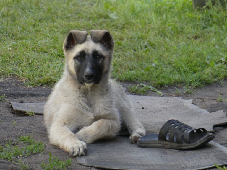 15 Common Training Mistakes People Make With Guard Dogs at Home