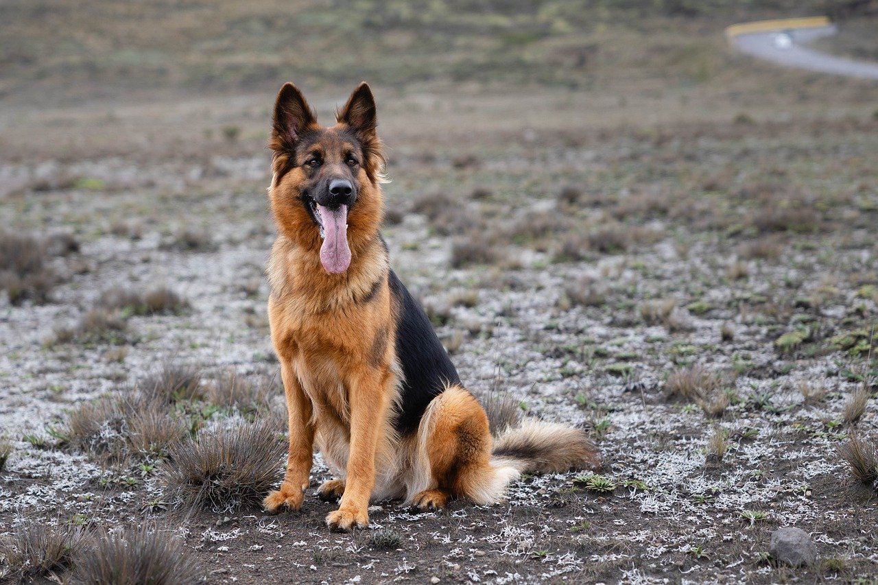 What Does Loyalty Mean in the Dog World? (image credits: pixabay)