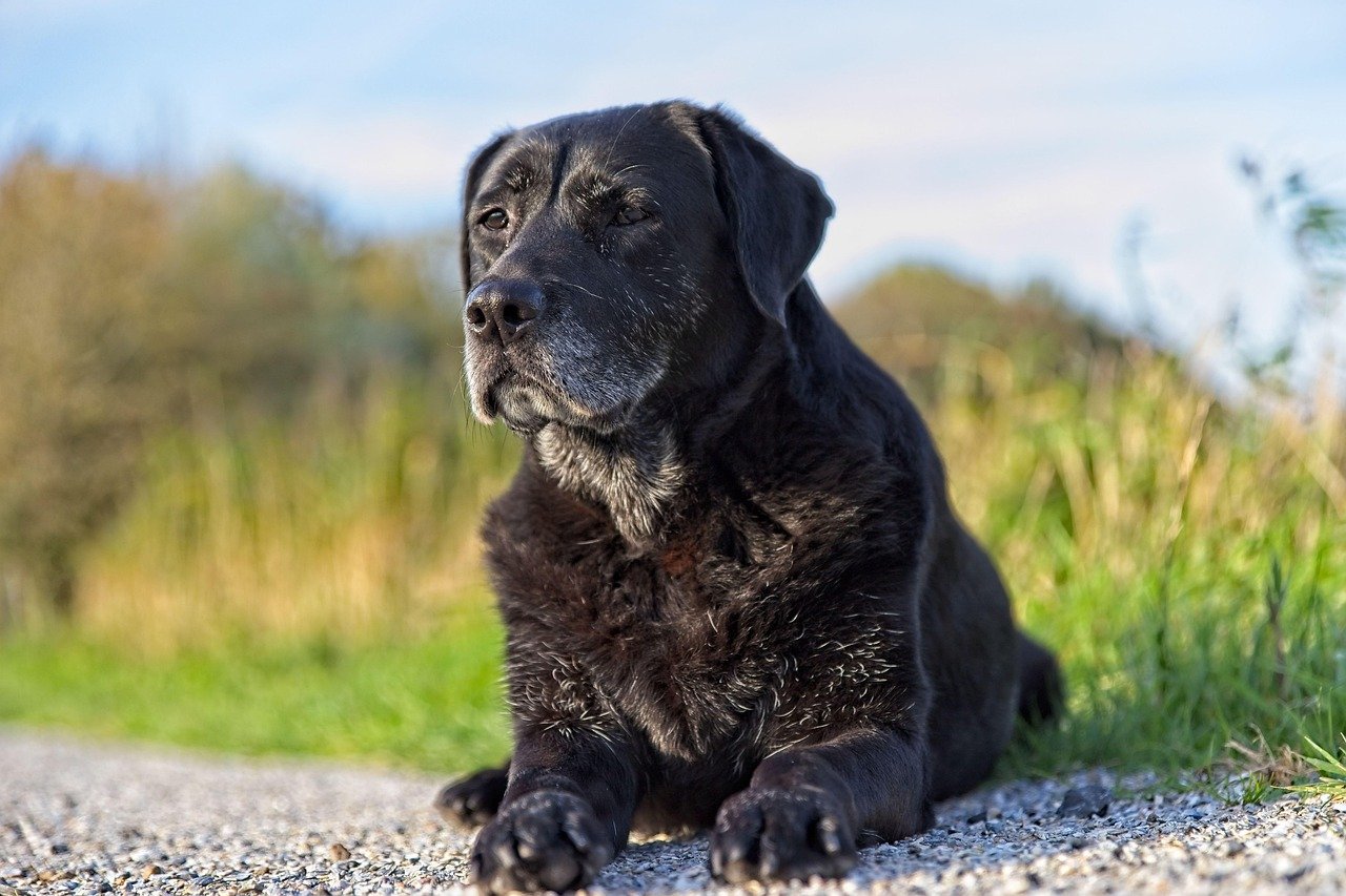 The Roots of Canine Attachment (image credits: pixabay)